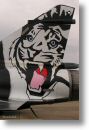 2000tigre_photo_eric_barelli28.jpg