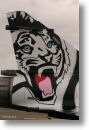 2000tigre_photo_eric_barelli33.jpg